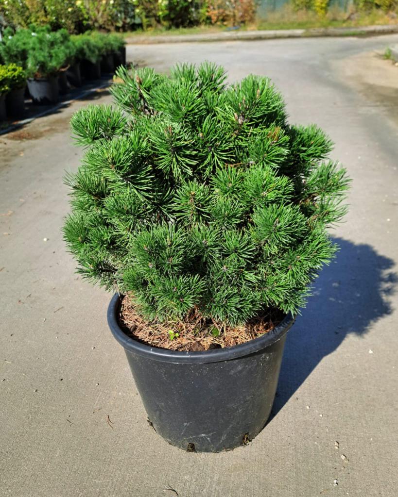 Pinus mugo ´Mops´