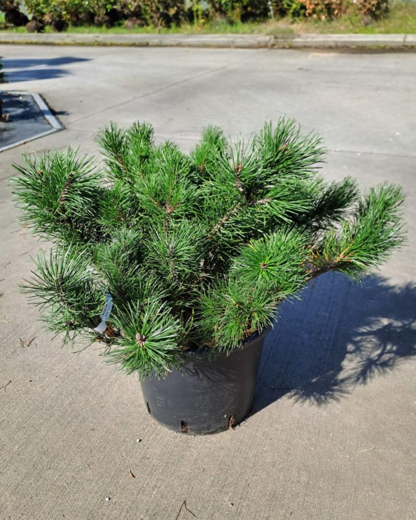 Pinus mugo ´Pumilio´