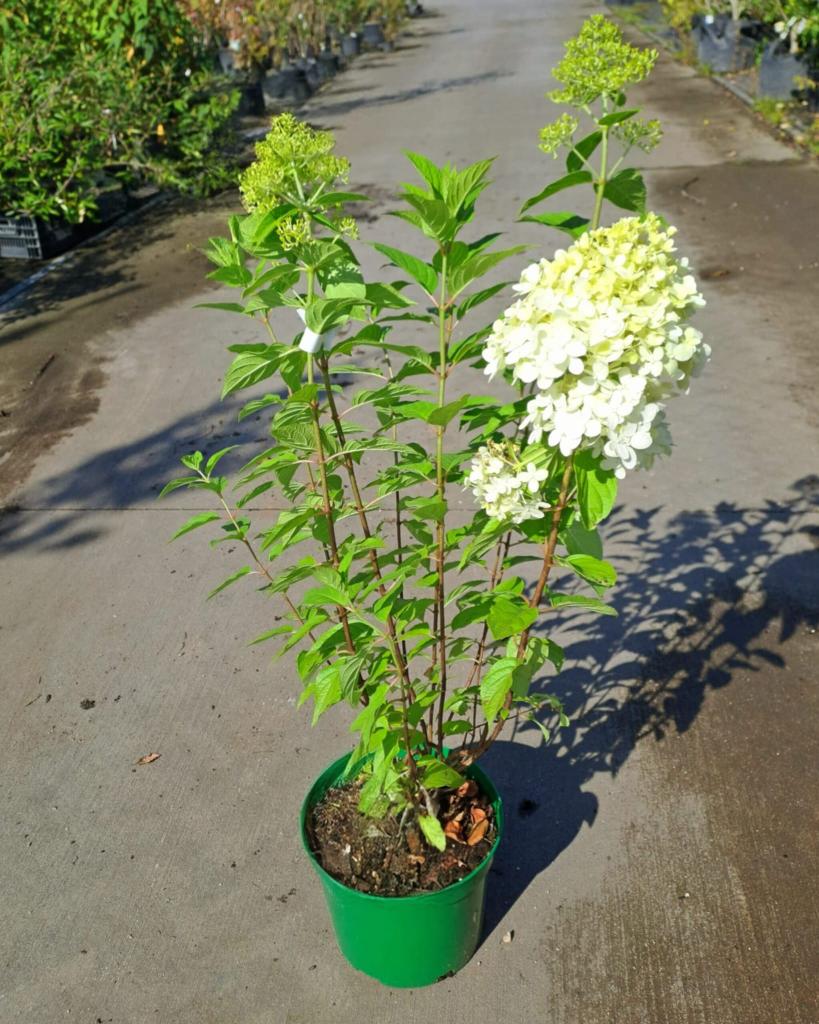Hydrangea paniculata ´Limelight´