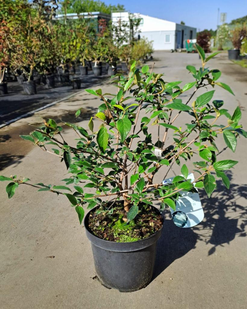Viburnum ´Eskimo´