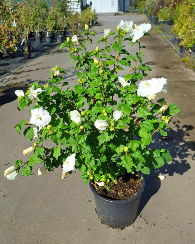 Hibiscus syriacus ´William R. Smith´