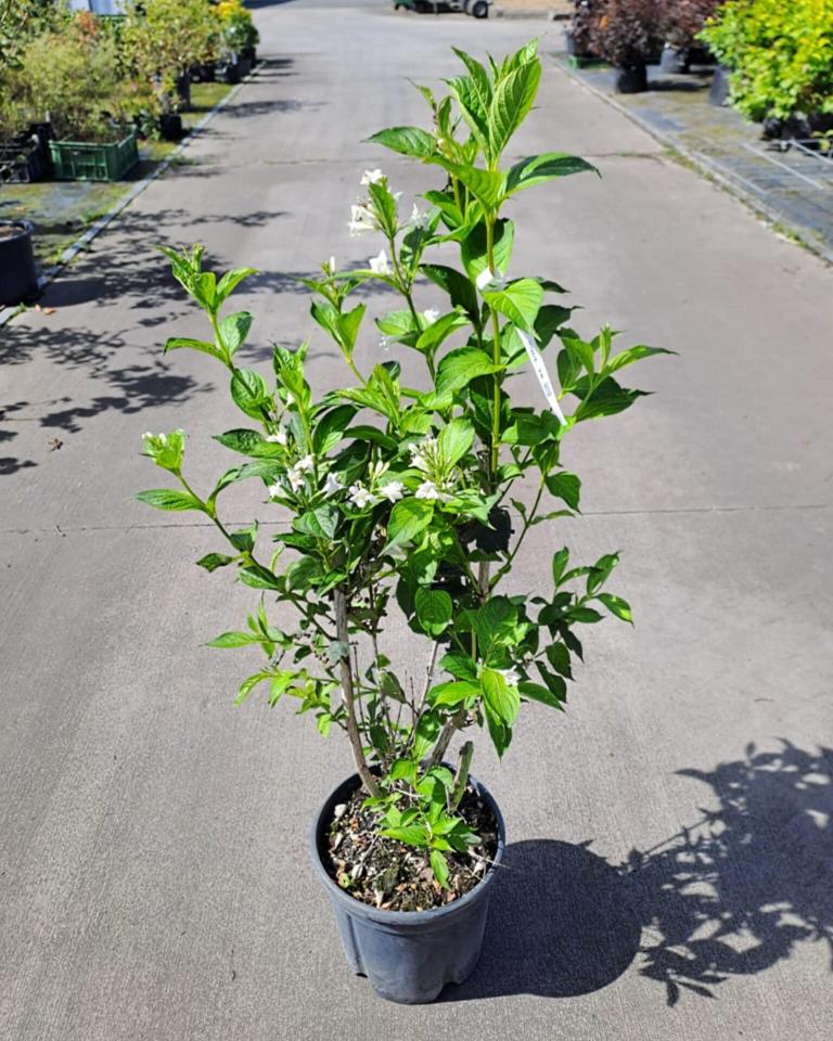 Weigela ´Candida´