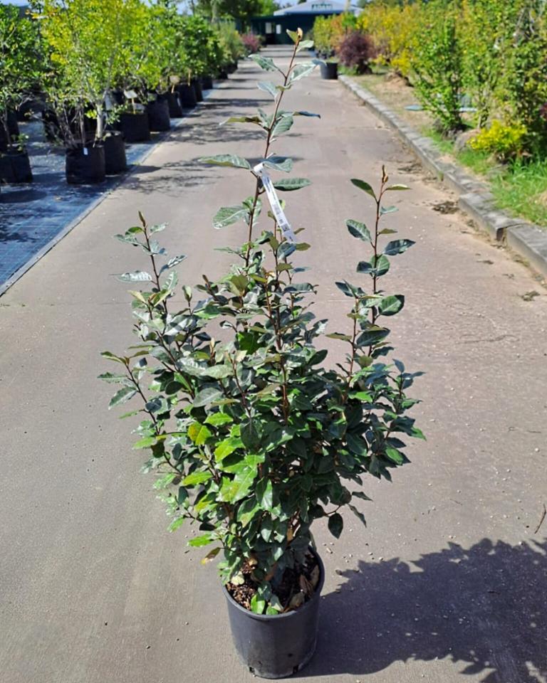 Elaeagnus x ebbingei ´Compacta´