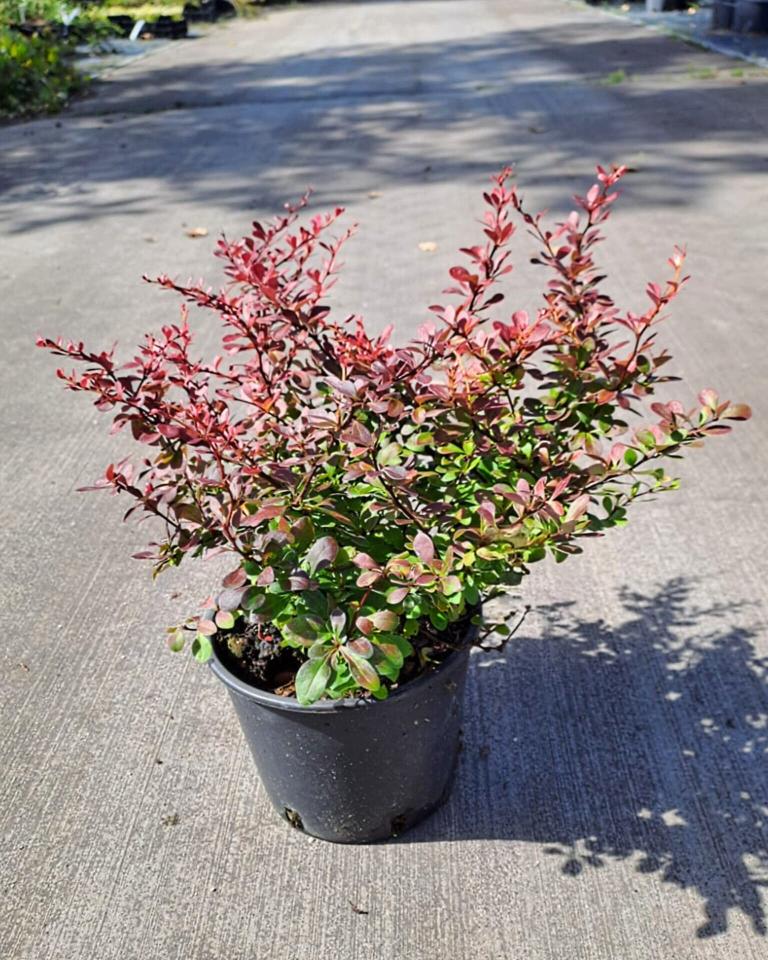 Berberis thunbergii ´Atropurpurea Nana´