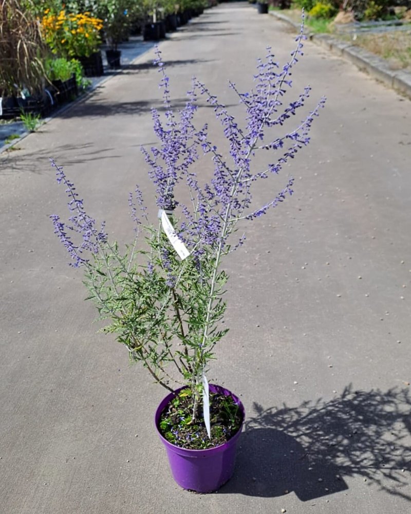 Perovskia atriplicifolia ´Blue Spire´