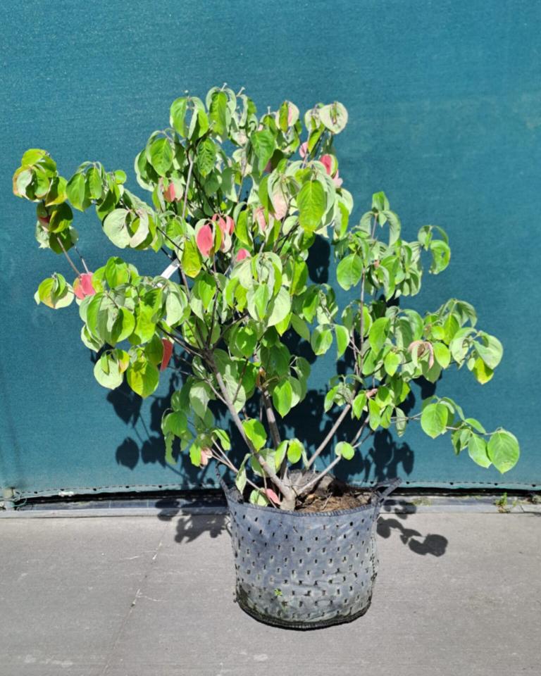 Cornus x ormonde