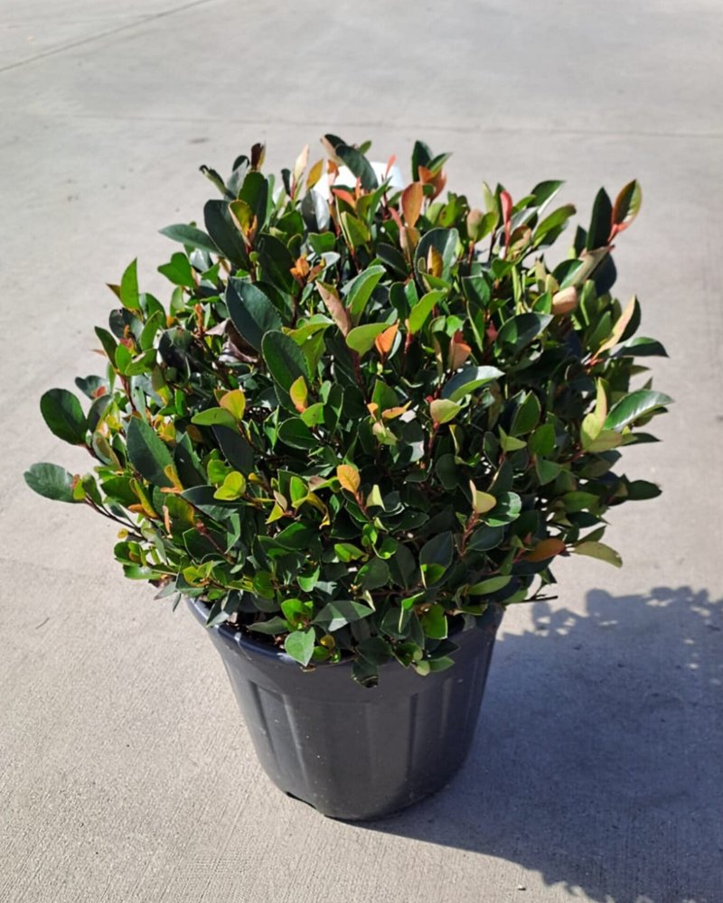 Photinia x fraseri ´Little Red Robin´