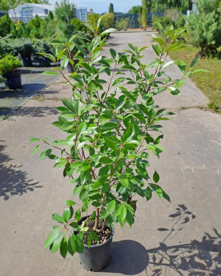 Photinia x fraseri ´Red Robin´