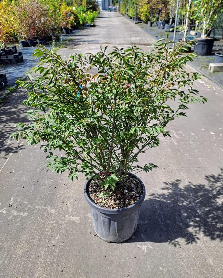 Euonymus alatus ´Compactus´