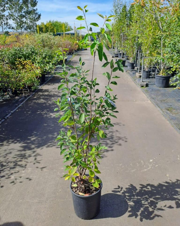 Amelanchier lamarckii