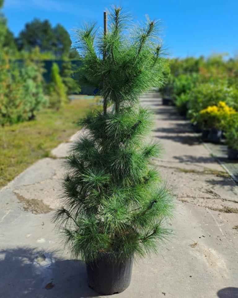 Pinus wallichiana