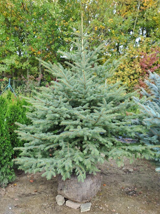 Picea pungens