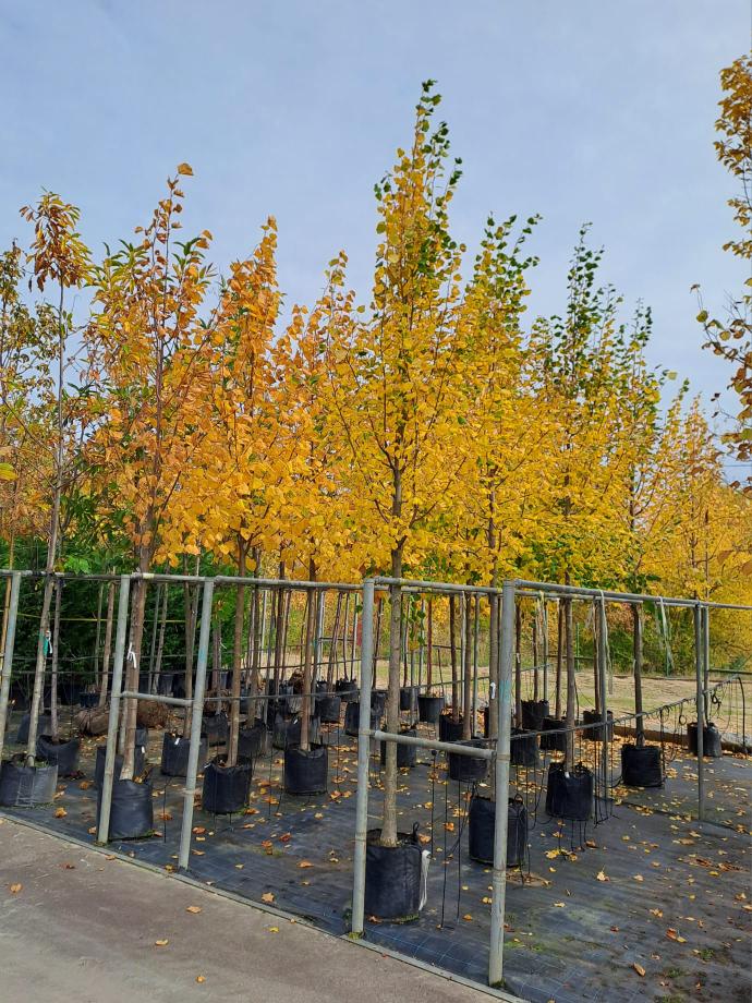 Tilia cordata ´Rancho´