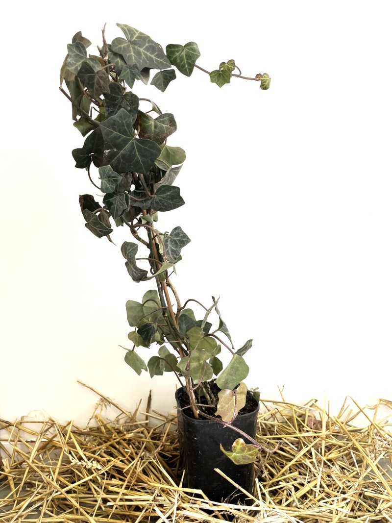 Hedera hibernica