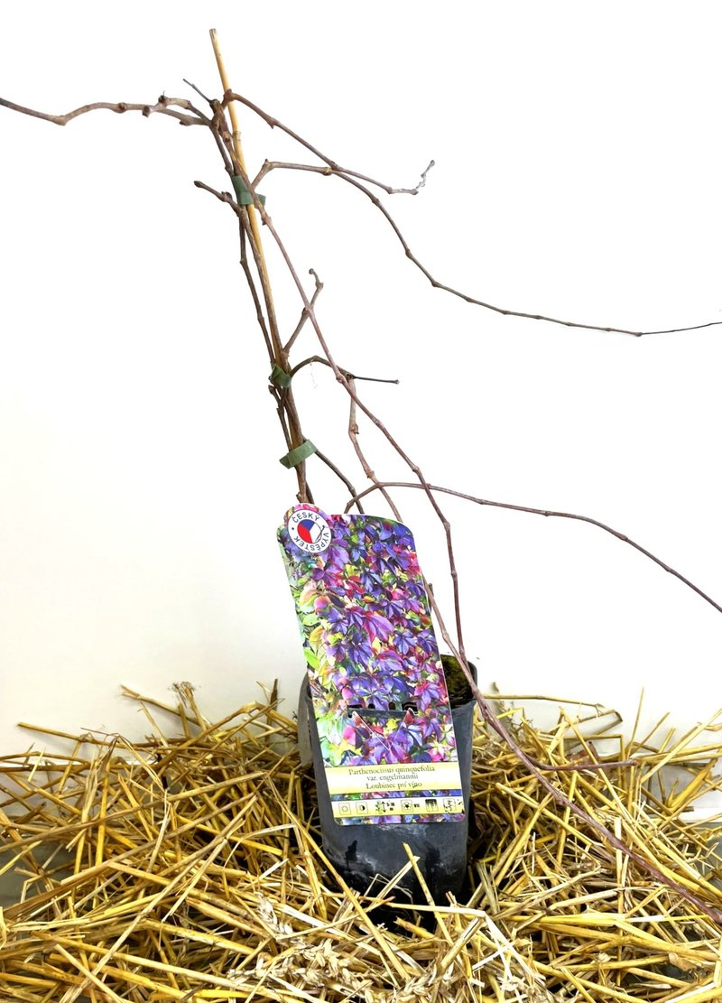 Parthenocissus quinquefolia ´Engelmannii ´