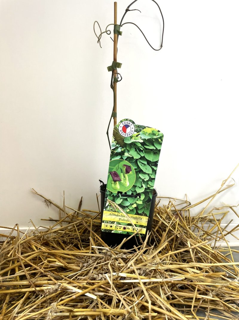 Aristolochia macrophylla