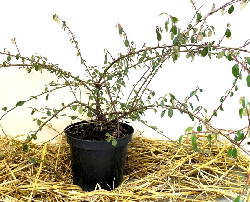 Cotoneaster suecisus ´Skogholm´