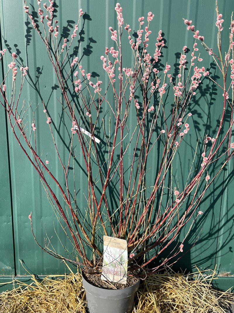 Salix gracilistyla ´Mount Aso´