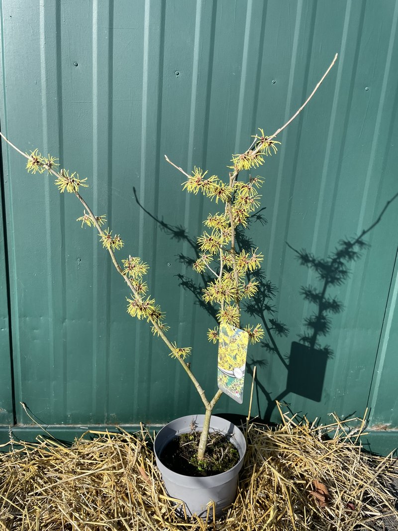 Hamamelis x intermedia ´Westerstede´