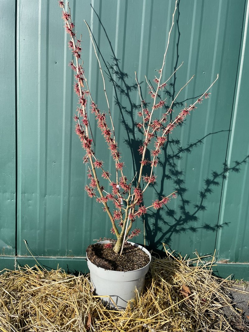 Hamamelis x intermedia ´Feuerzauber´