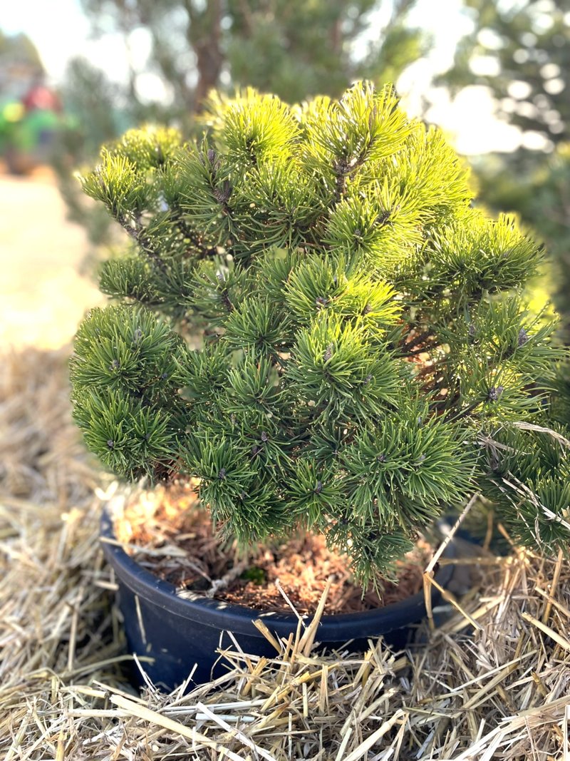 Pinus nigra ´Brepo´