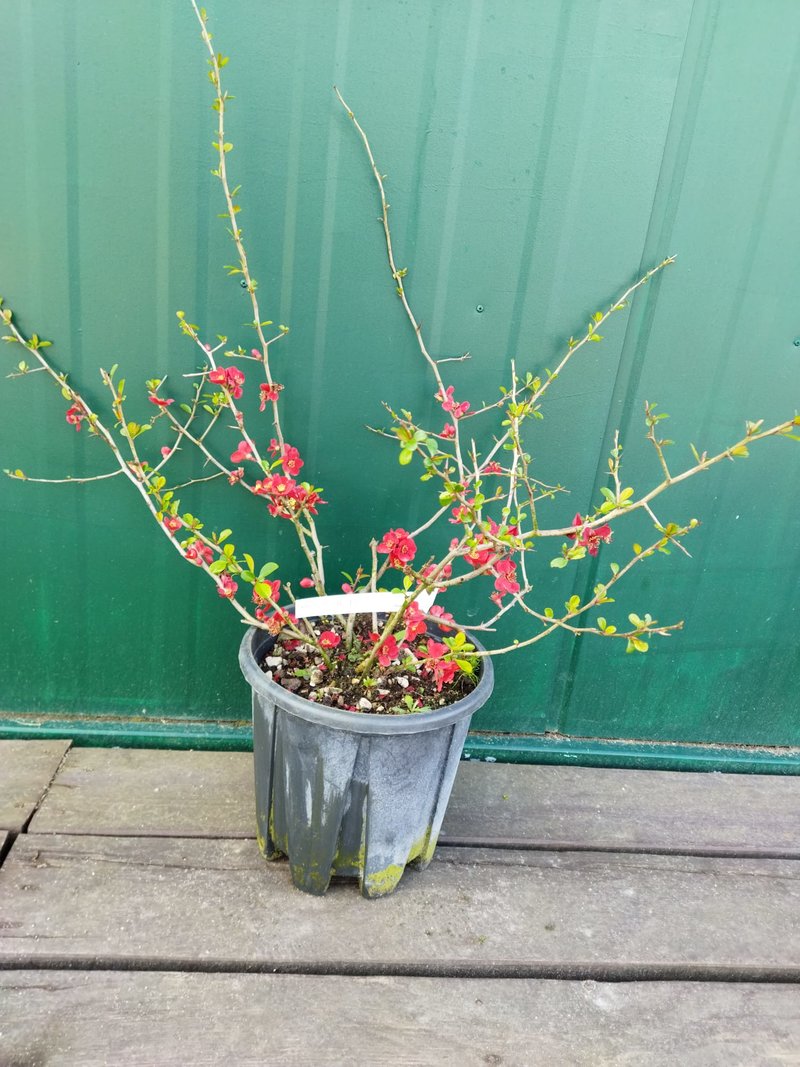 Chaenomeles japonica ´Crimson and Gold´