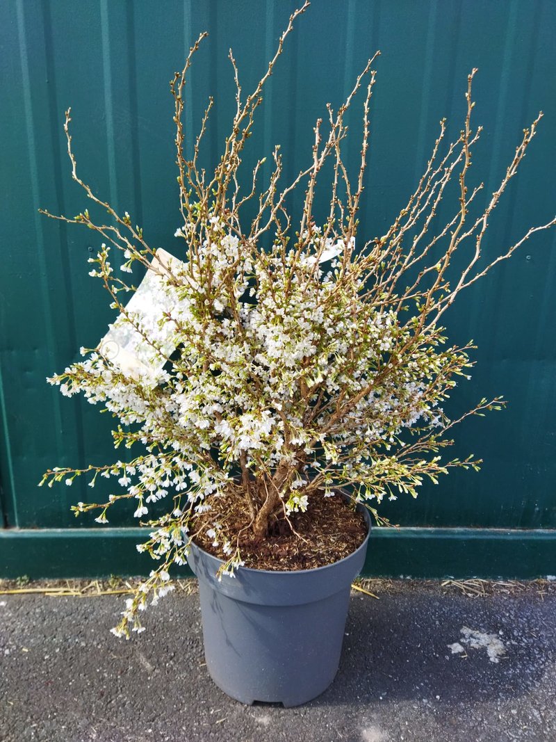 Prunus incisa ´Kojou-no-mai´