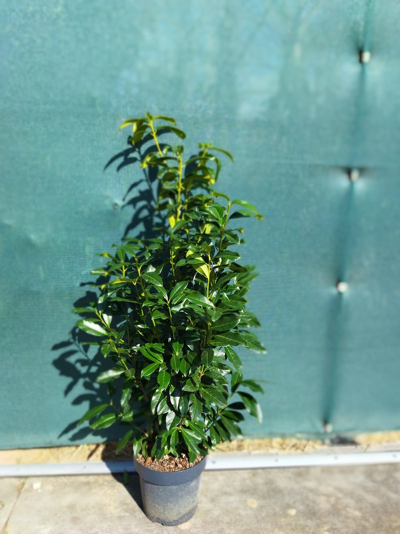 Prunus laurocerasus ´Genolia´