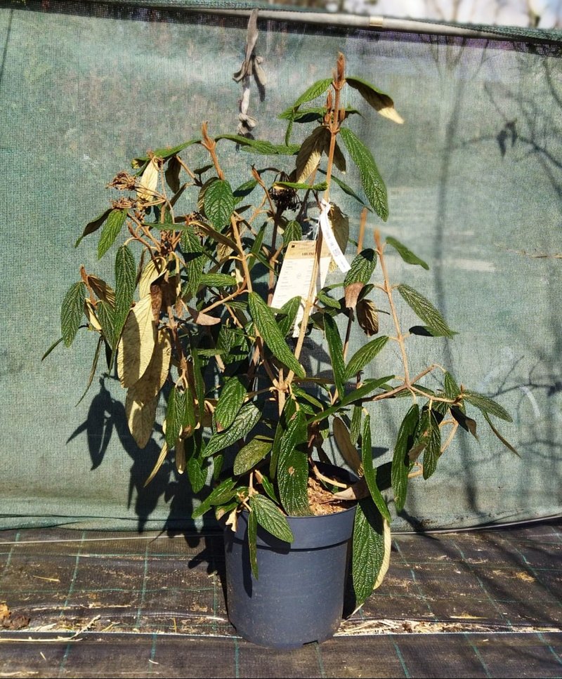 Viburnum rhytidophyllum