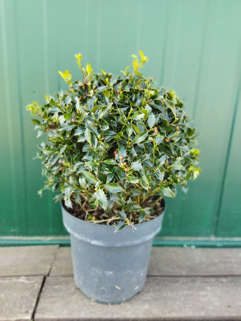 Ilex aquifolilium ´Alaska´