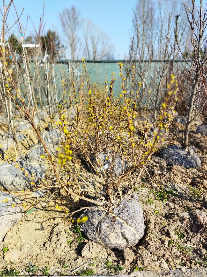 Physocarpus opulifolius ´Dart´s Gold´