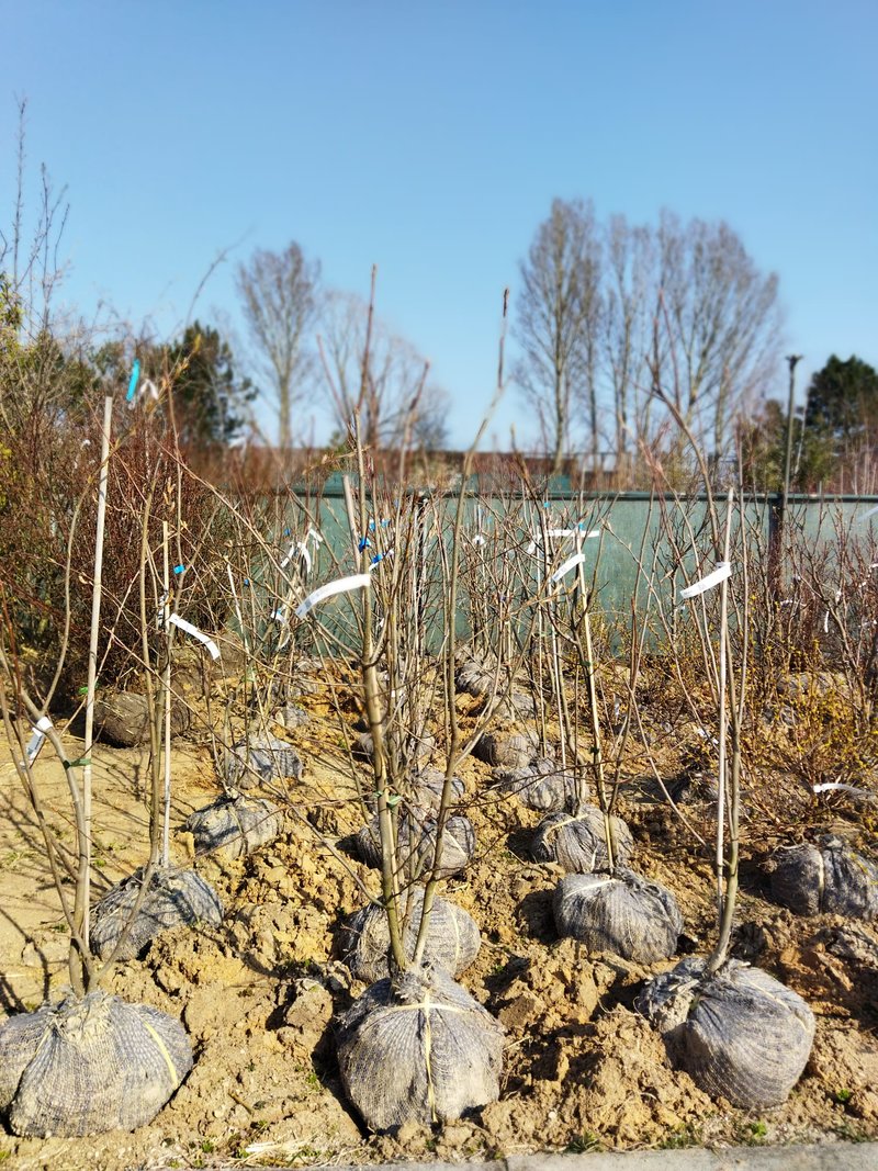 Amelanchier lamarckii