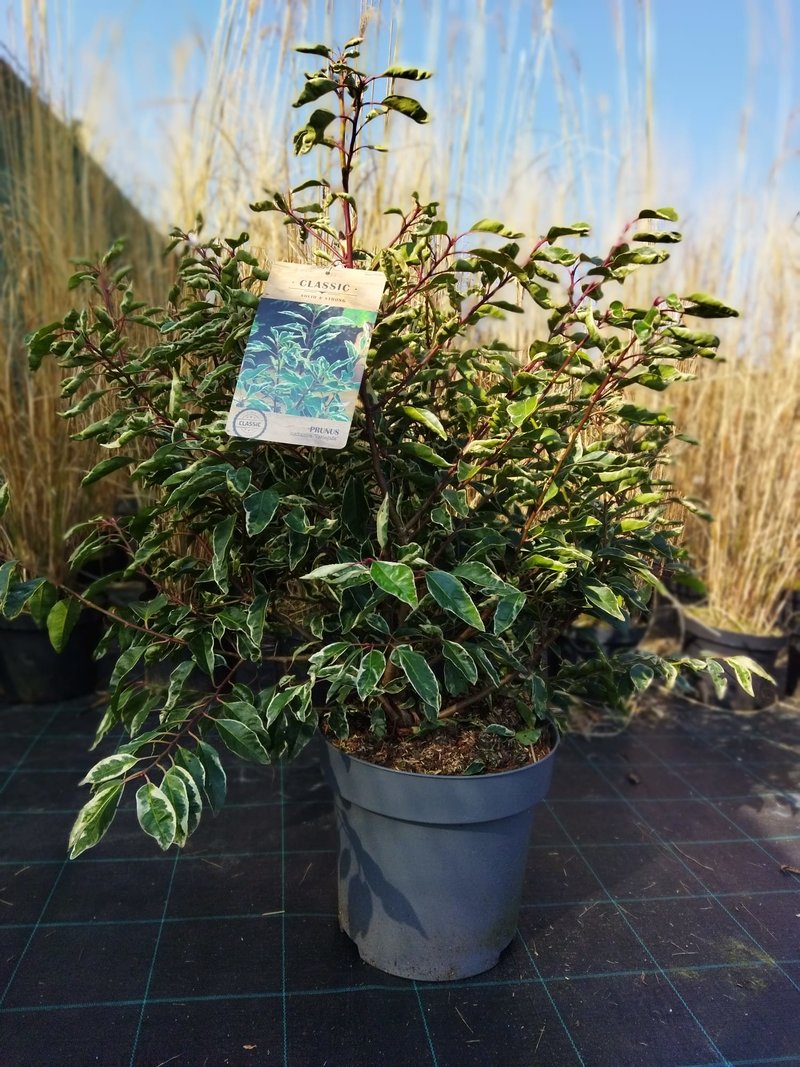 Prunus lusitanica ´Variegata´