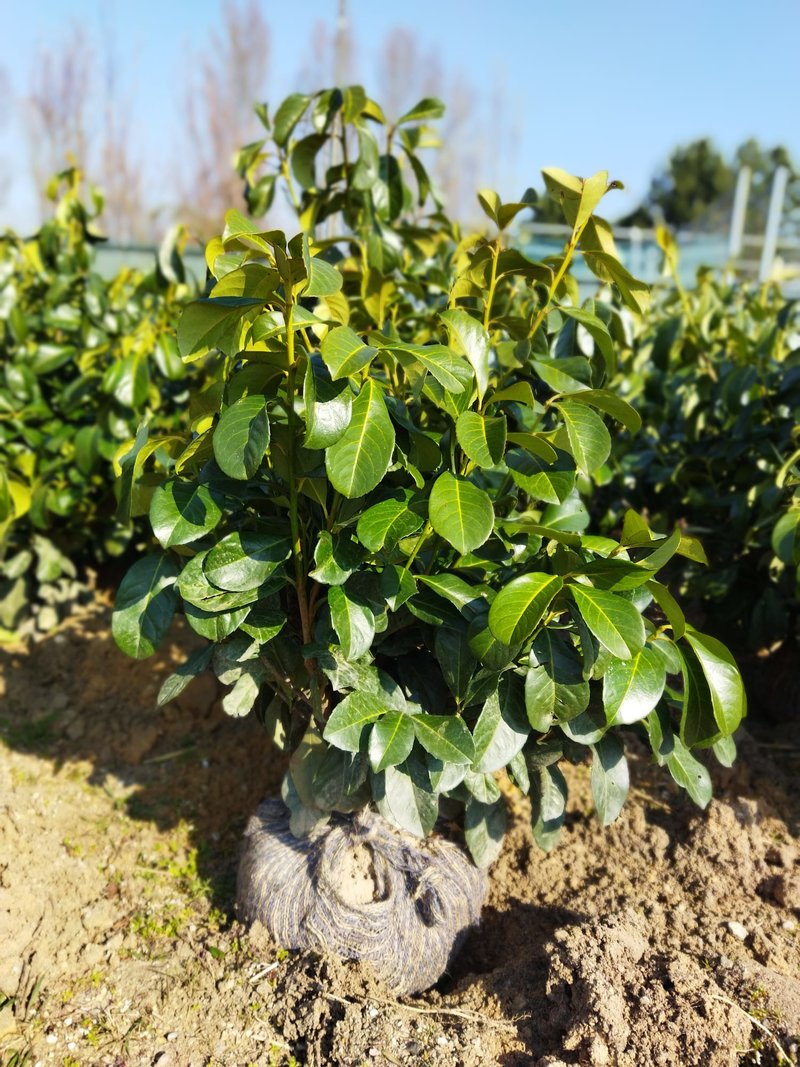 Prunus laurocerasus ´Etna´