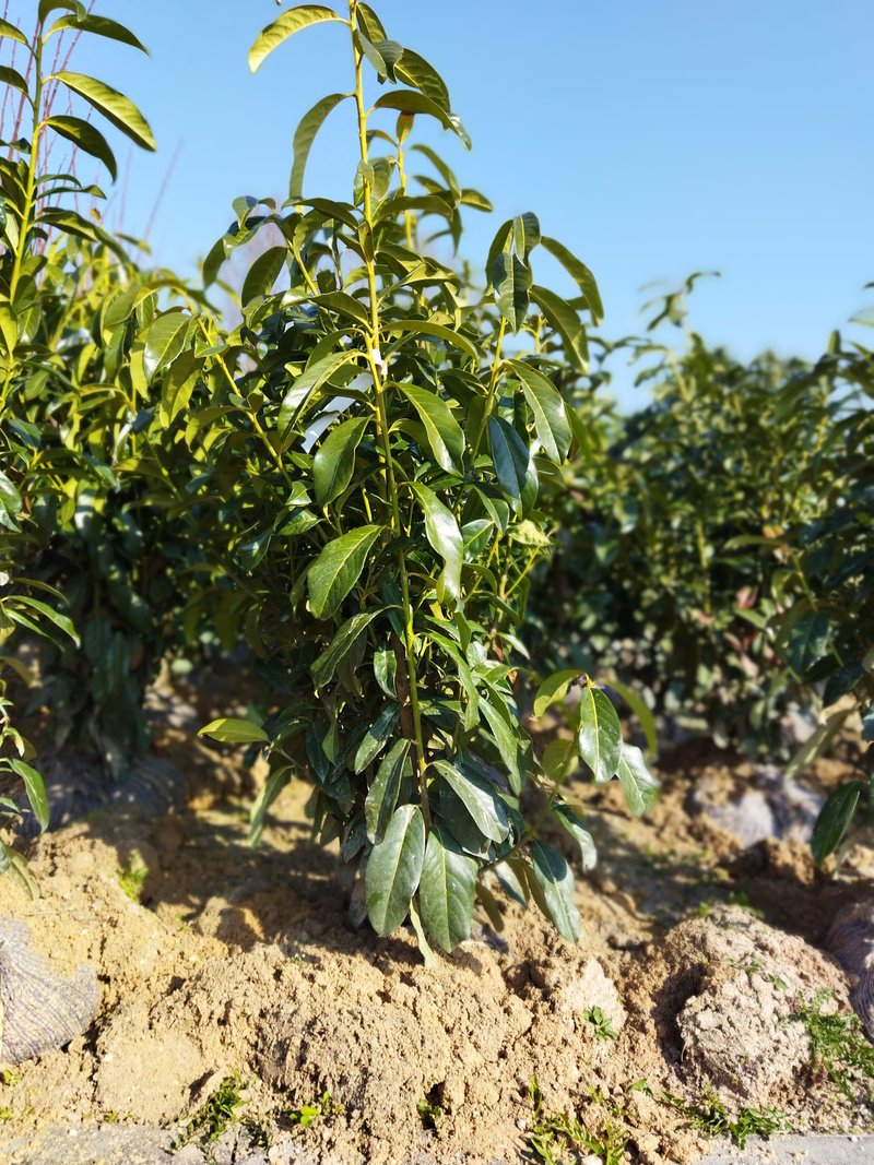 Prunus laurocerasus ´Genolia´