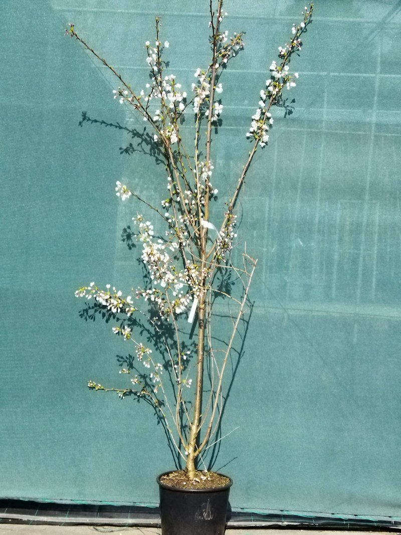 Prunus yedoensis