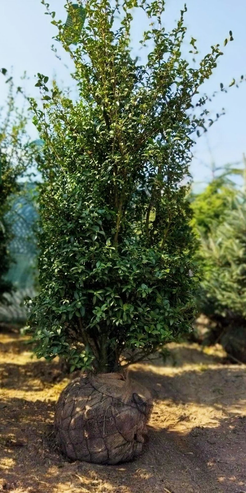 Osmanthus burkwoodii
