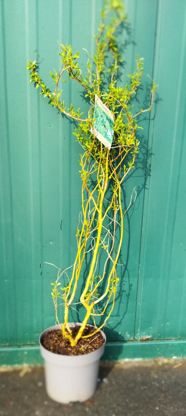 Salix x erythroflexuosa