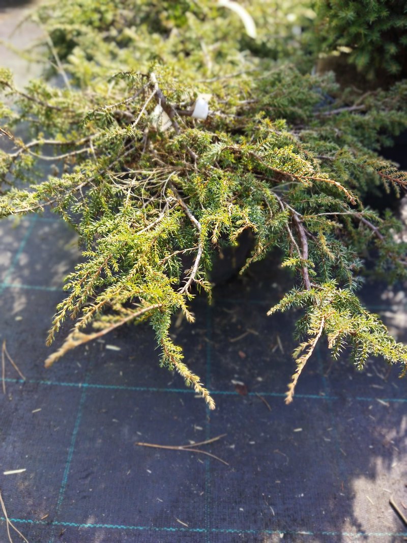 Juniperus communis ´Green Carpet´