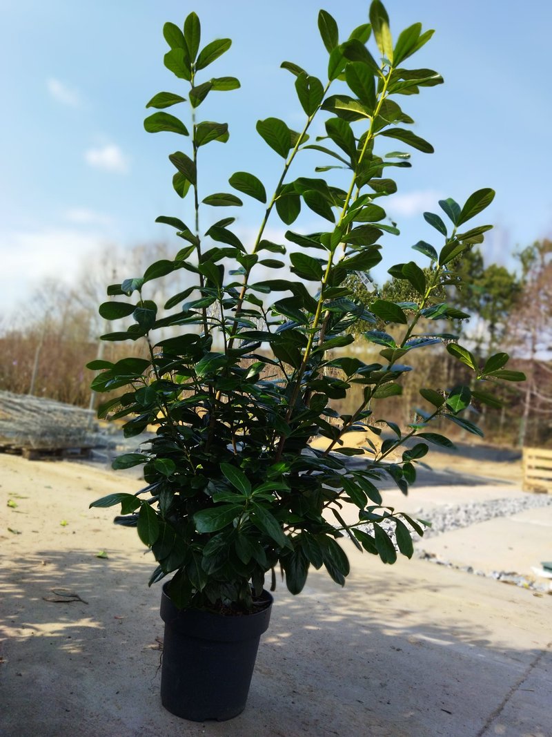 Prunus laurocerasus ´Novita´