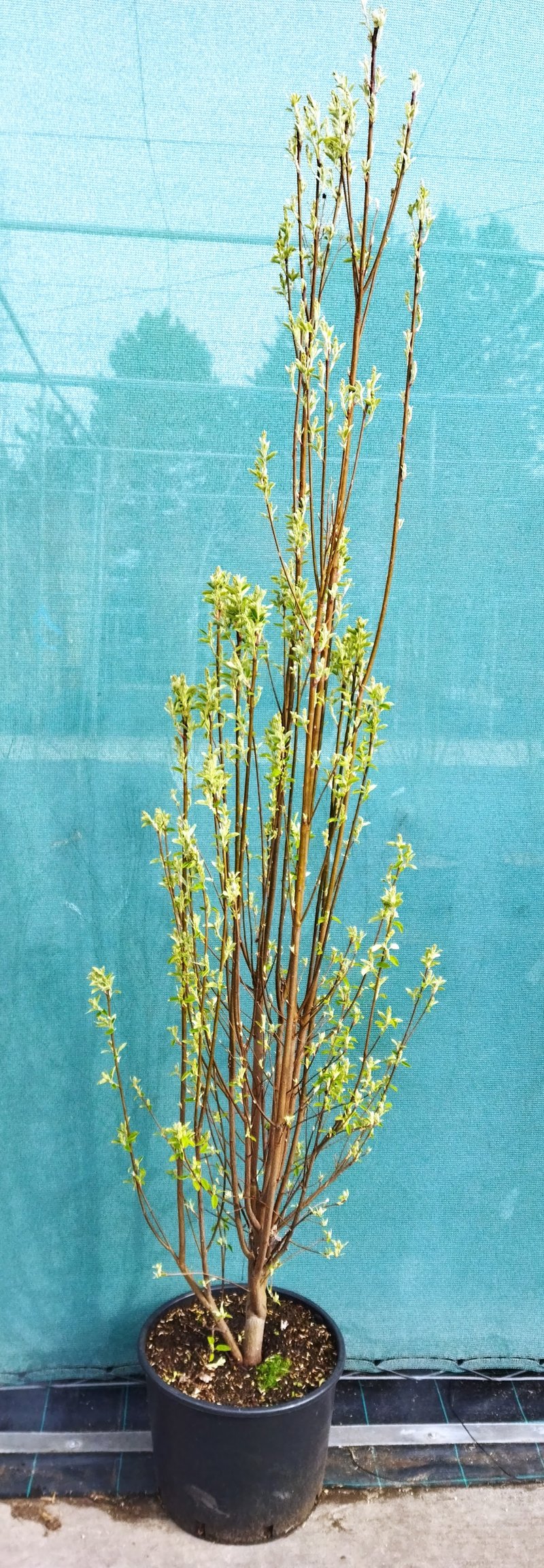 Amelanchier alnifolia ´Obelisk´