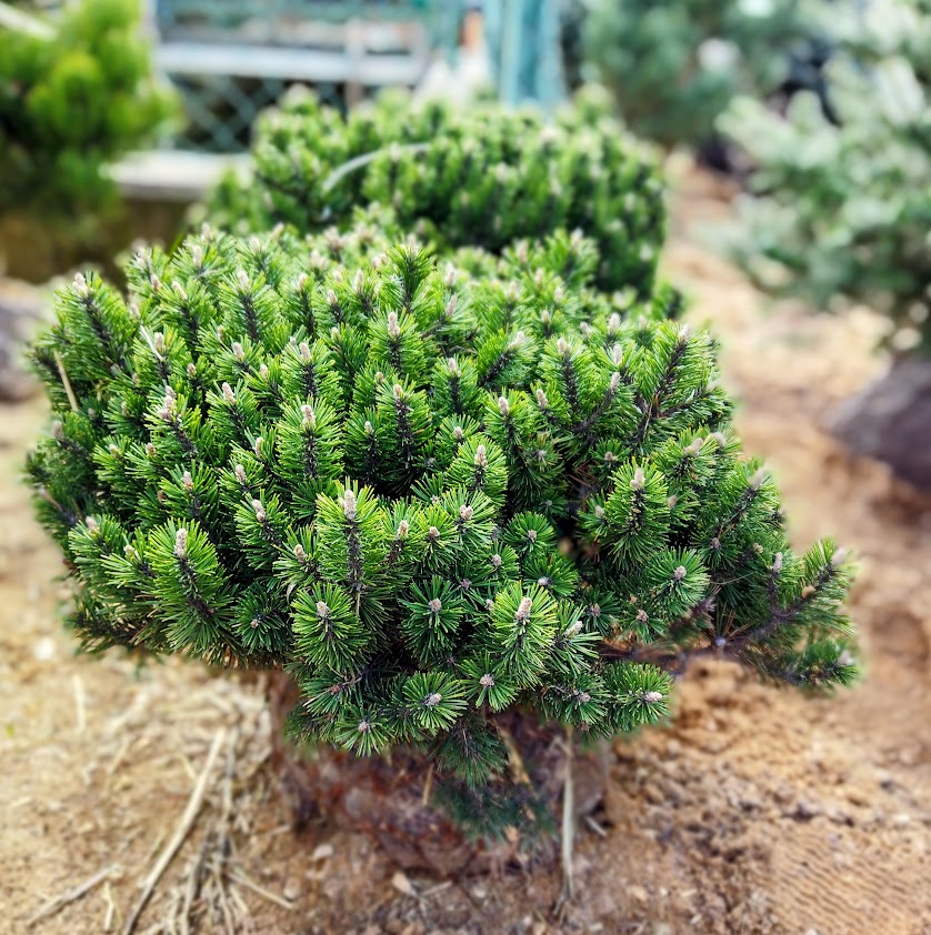 Pinus mugo ´Humpy ´