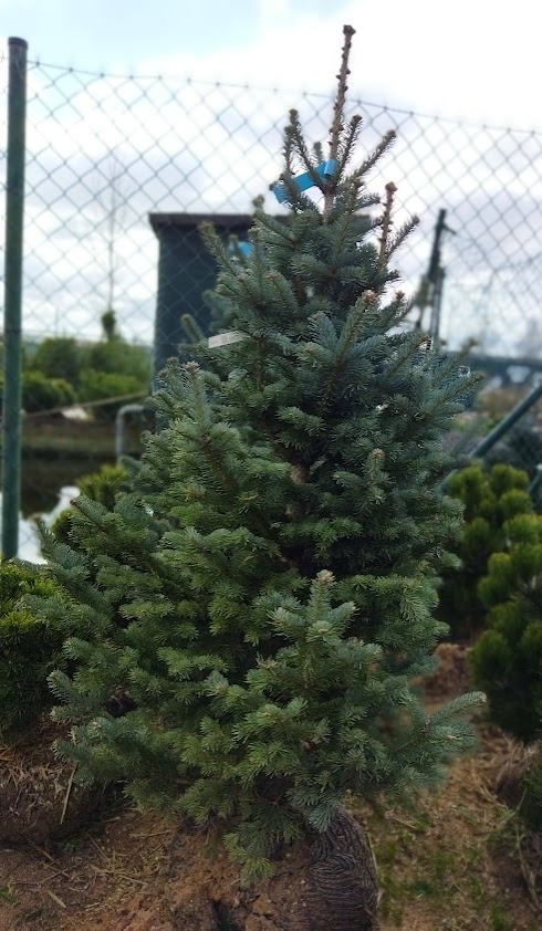 Abies arizonica ´Compacta´