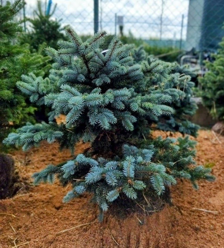 Picea pungens ´Compacta ´