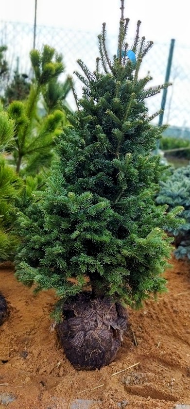 Abies balsamea ´Globosa´