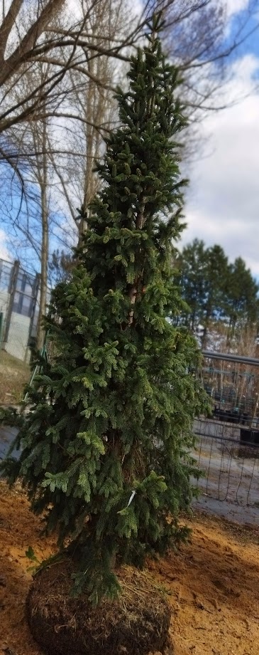 Picea abies ´Cupressina´