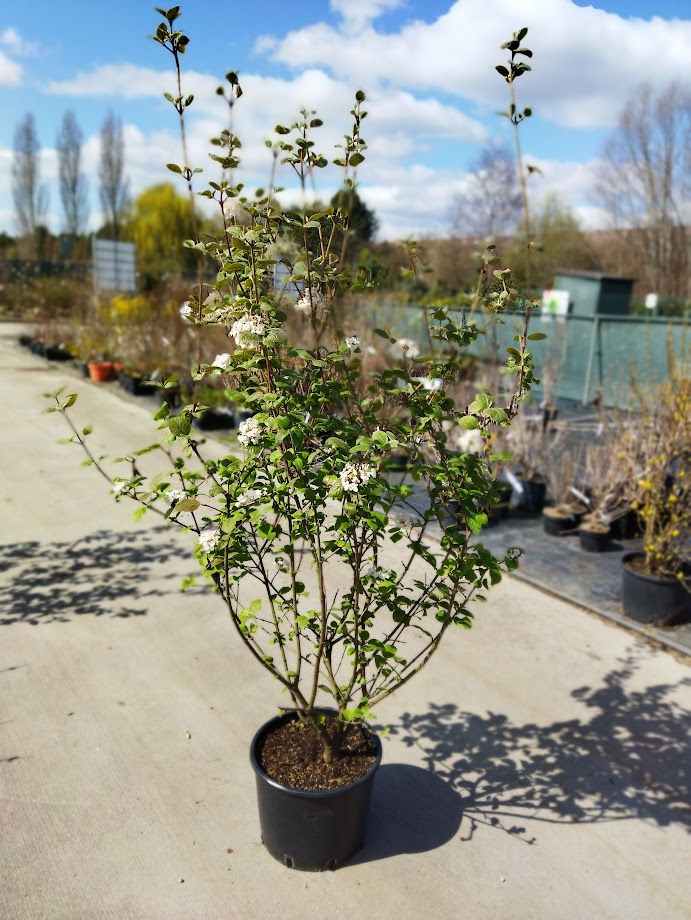 Viburnum carlesii ´Aurora´