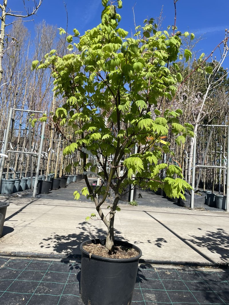 Acer japonicum ´Vitifolium´