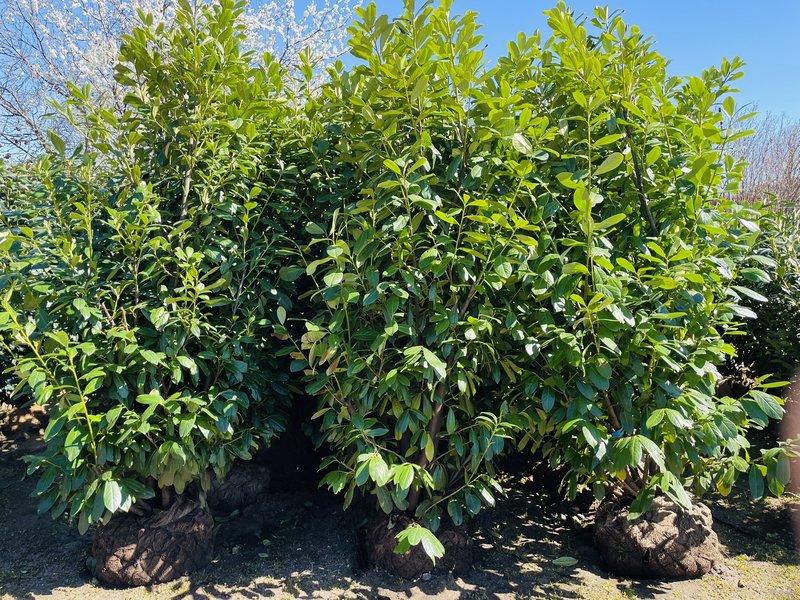 Prunus laurocerasus ´Novita´