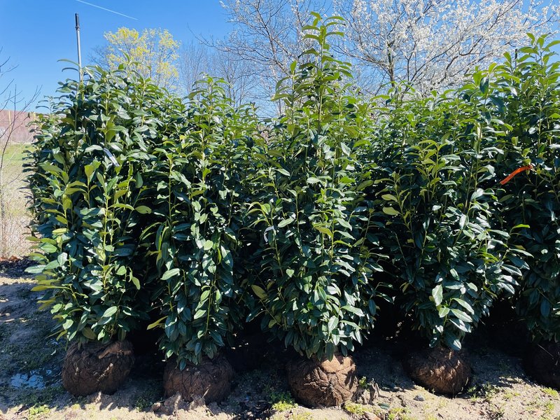 Prunus laurocerasus ´Genolia´